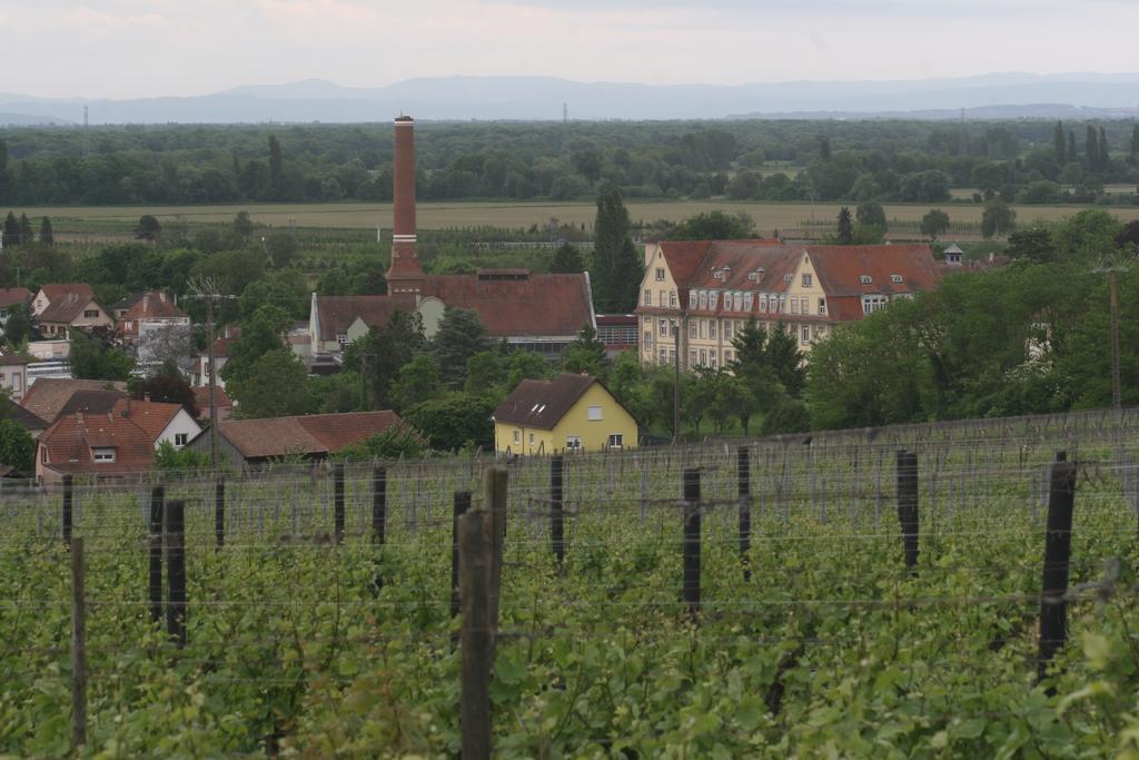 Duplex Du Vignoble Alsace Hébergement de vacances
